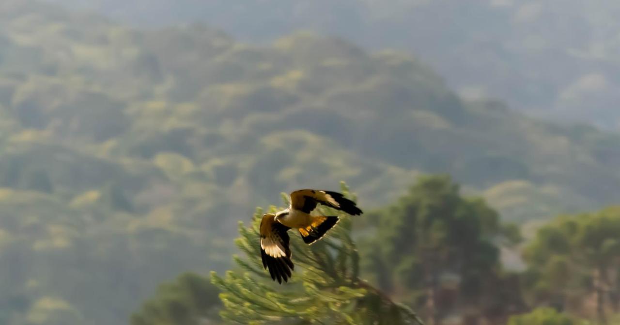 Vale Mandacaia 度假居