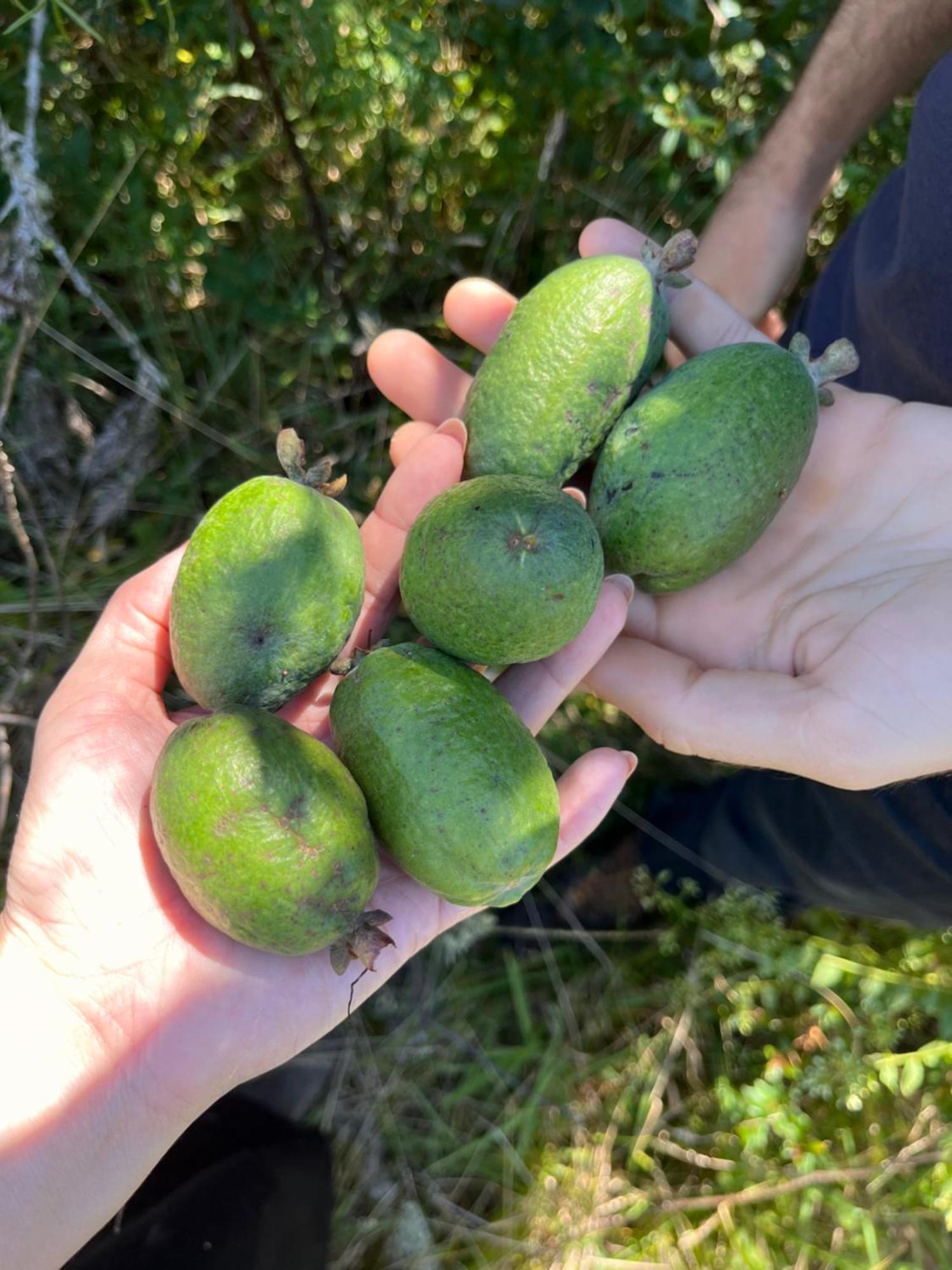 度假居 Vale Mandacaia